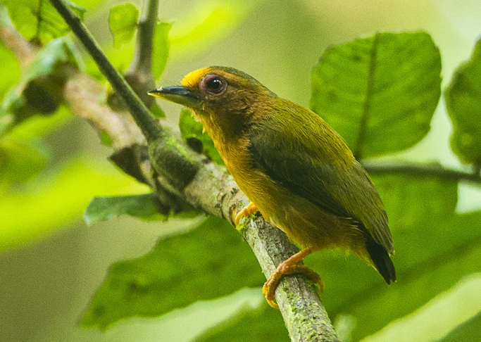 Rufous Piculet