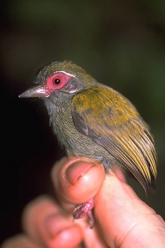 African Piculet
