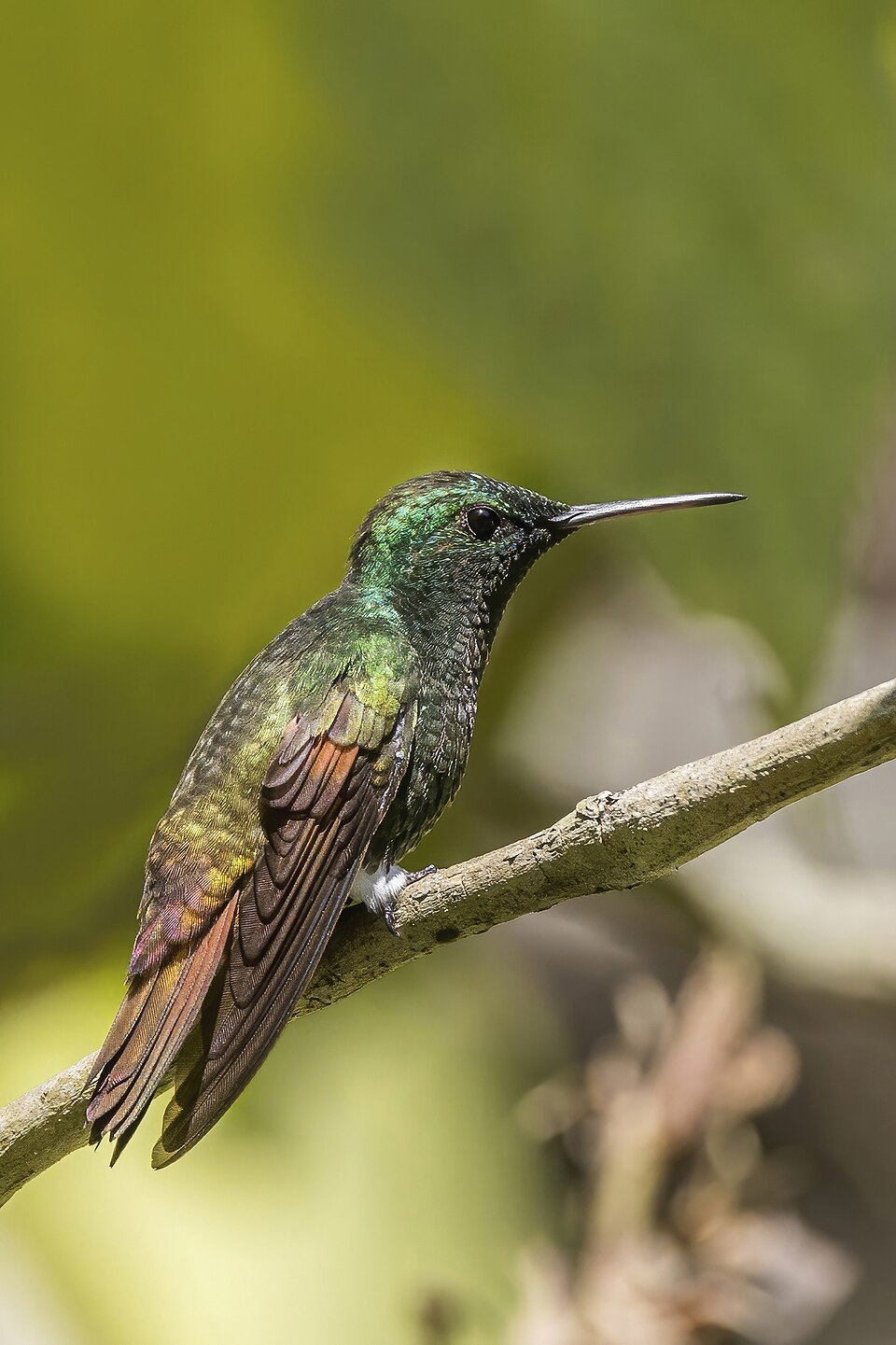 Berylline Hummingbird