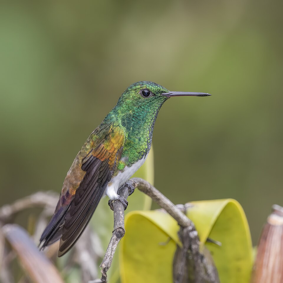 Snowy-bellied Hummingbird