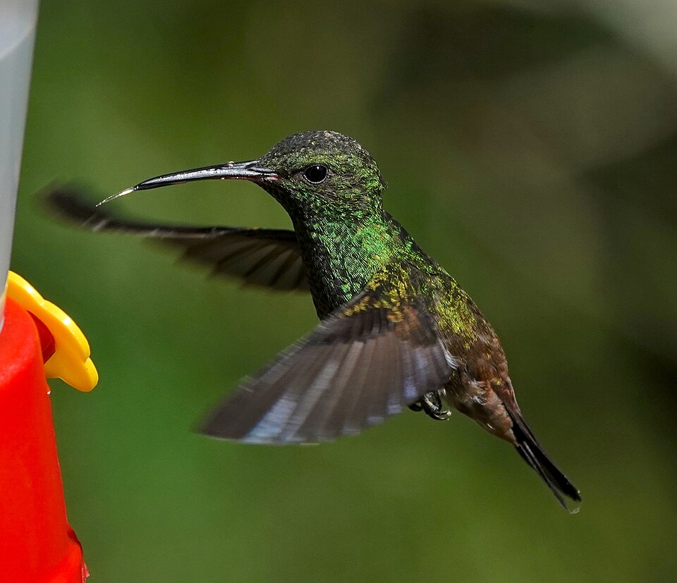 Green-bellied Hummingbird