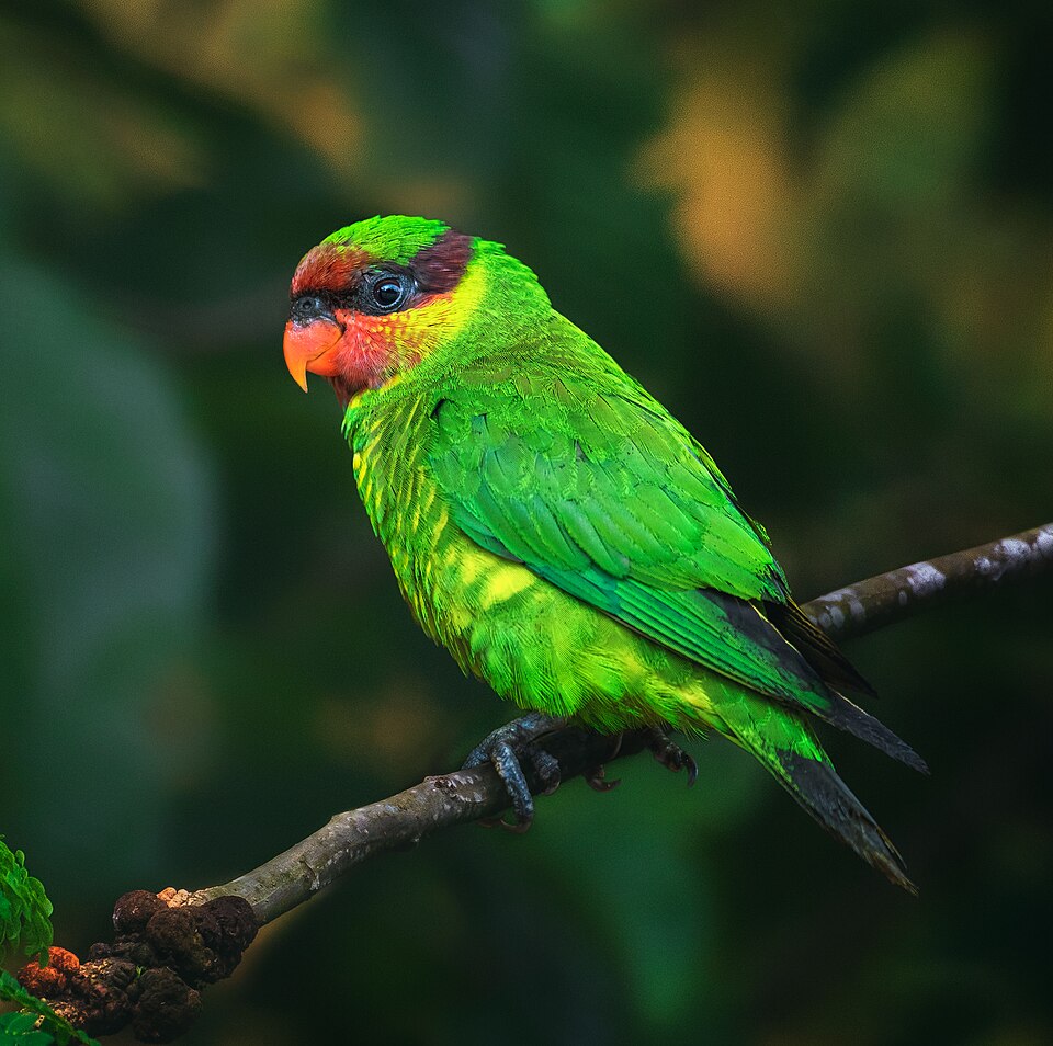 Mindanao Lorikeet