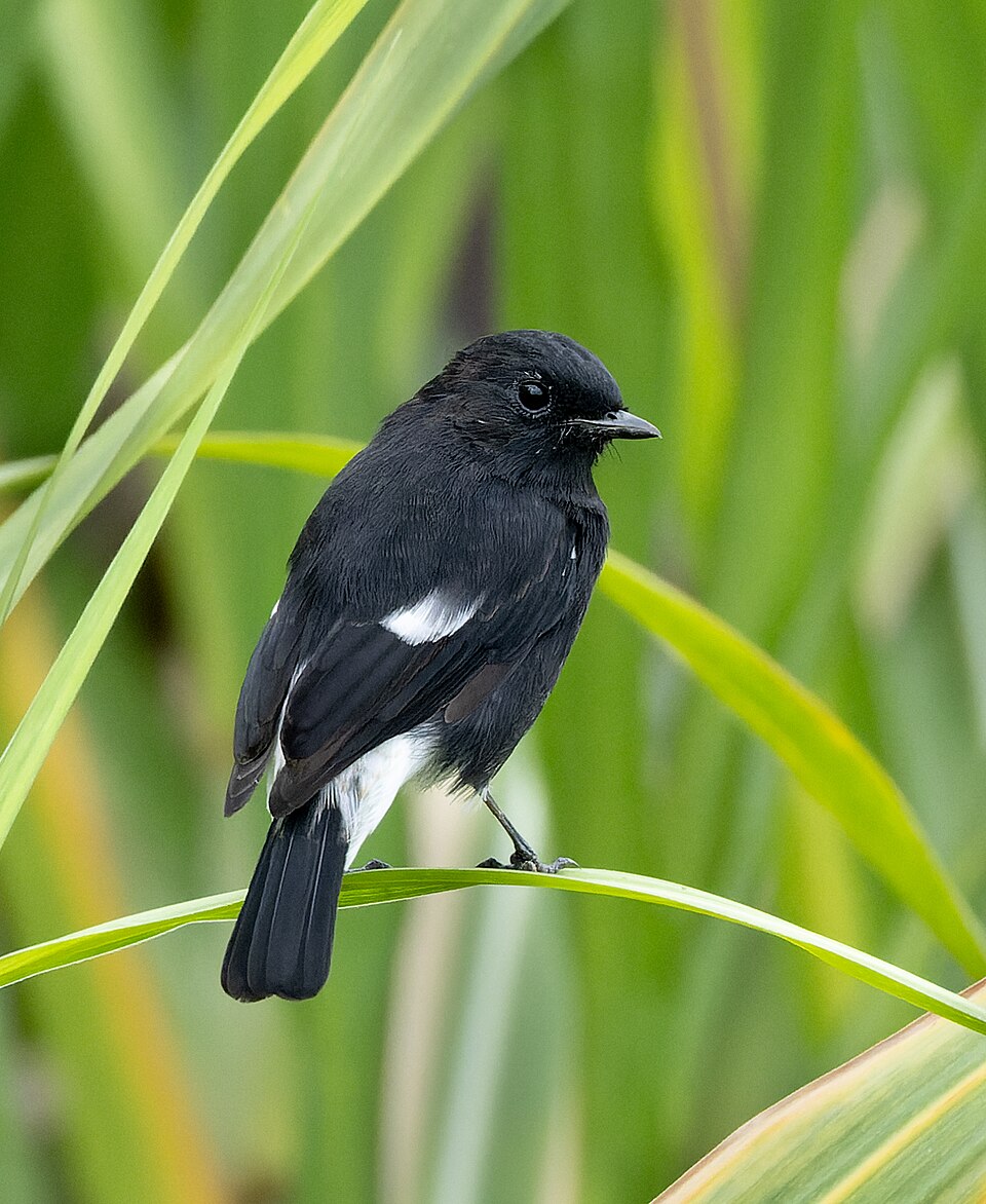 Pied Bush Chat
