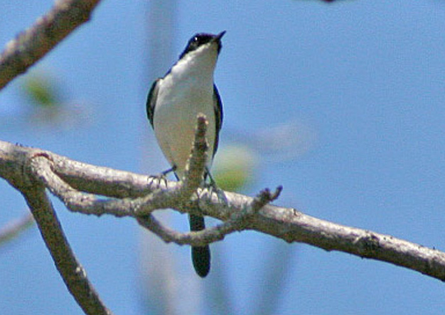 White-bellied Bush Chat