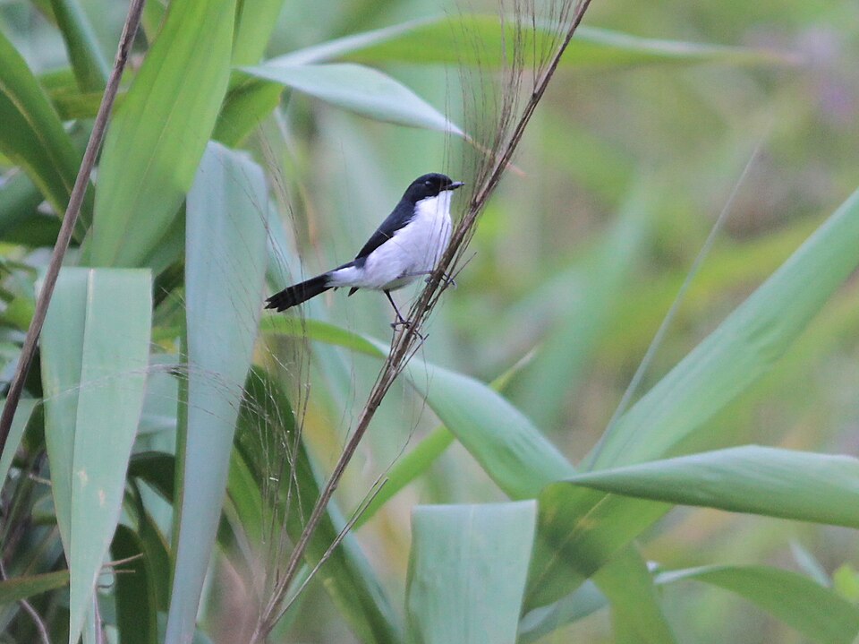 Jerdon's Bush Chat