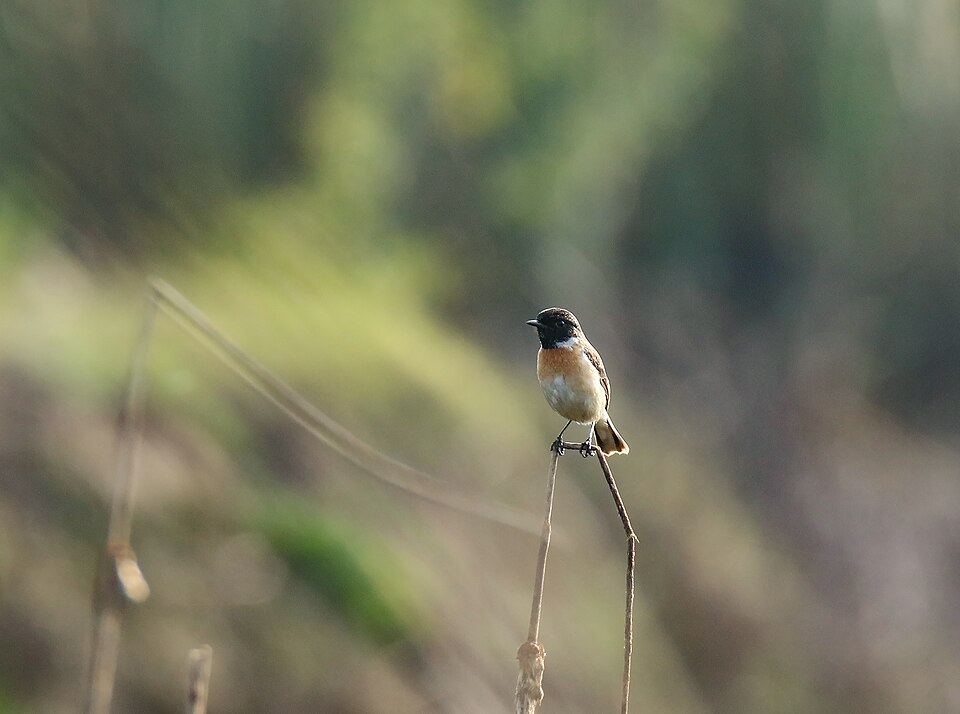 White-tailed Stonechat