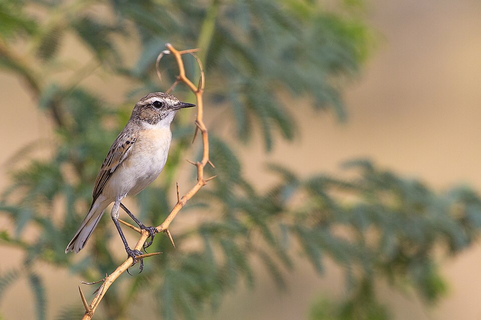 White-browed Bush Chat