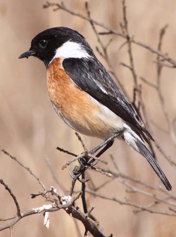 Madagascar Stonechat