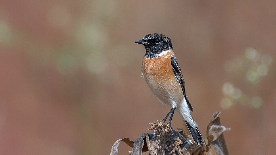Stejneger's Stonechat