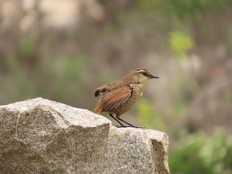 White-throated Tapaculo