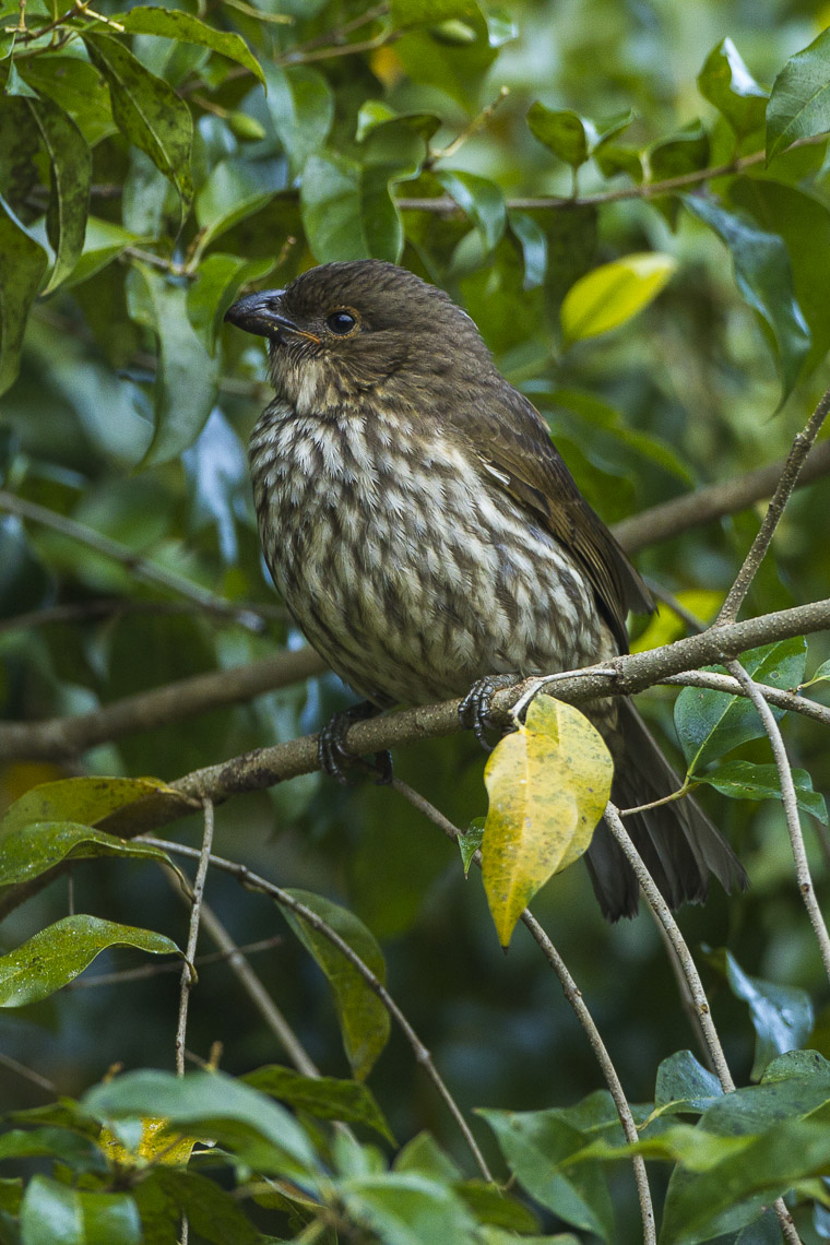Tooth-billed Bowerbird