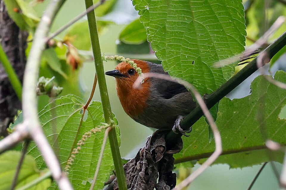 Winifred's Warbler