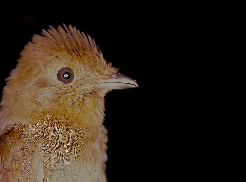 Russet-winged Schiffornis