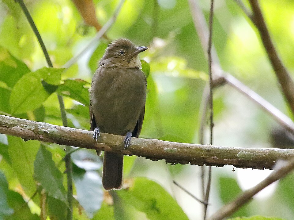 Brown-winged Schiffornis