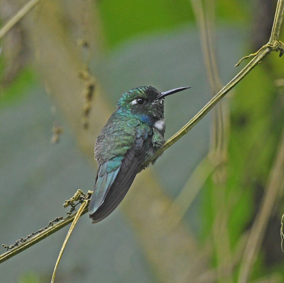 White-throated Daggerbill