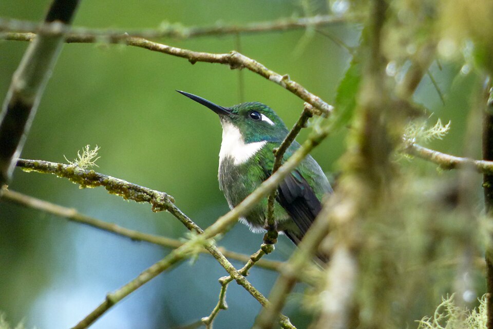 Geoffroy's Daggerbill