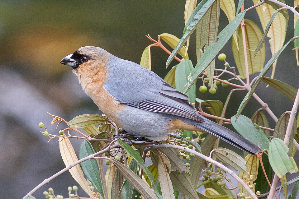 Cinnamon Tanager