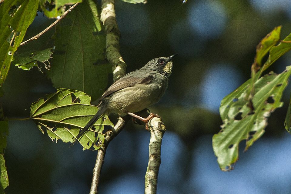 White-chinned Prinia