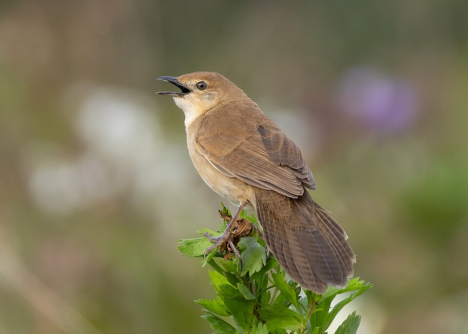Broad-tailed Grassbird