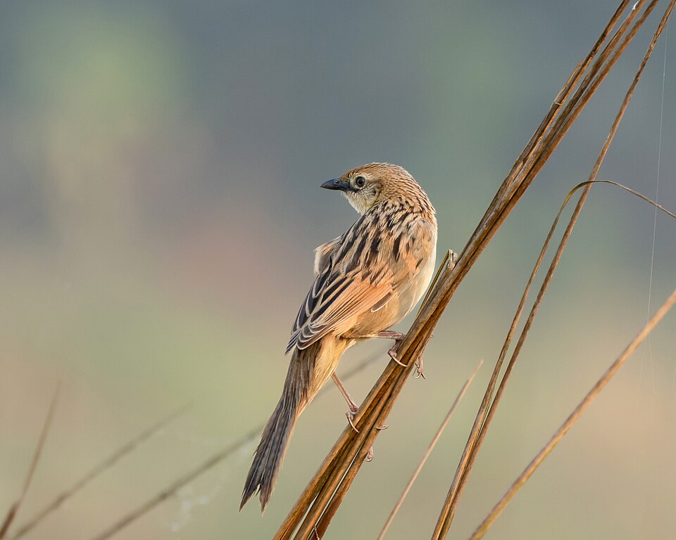 Bristled Grassbird