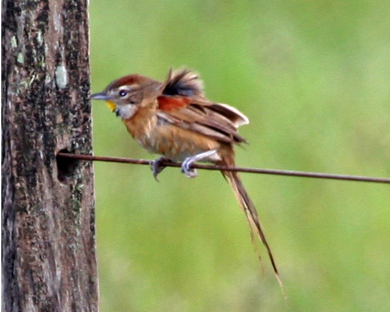 Chotoy Spinetail