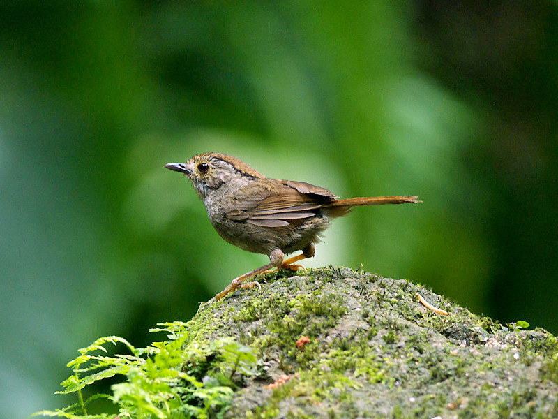 Dusky Fulvetta