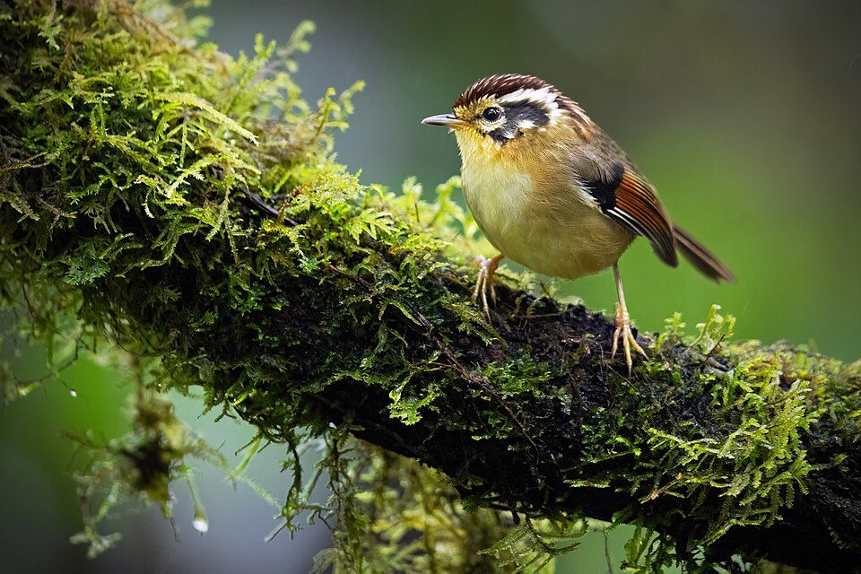 Rufous-winged Fulvetta