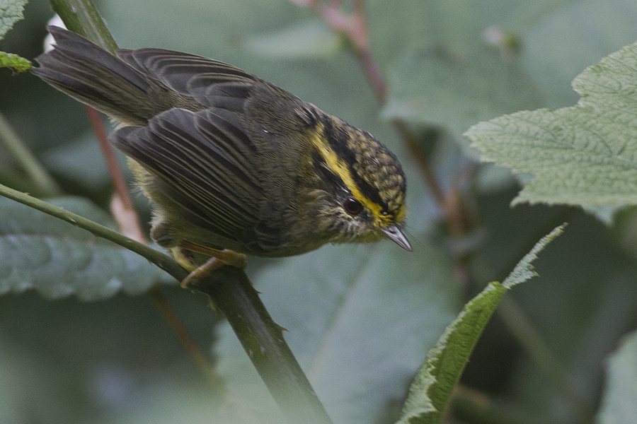Yellow-throated Fulvetta