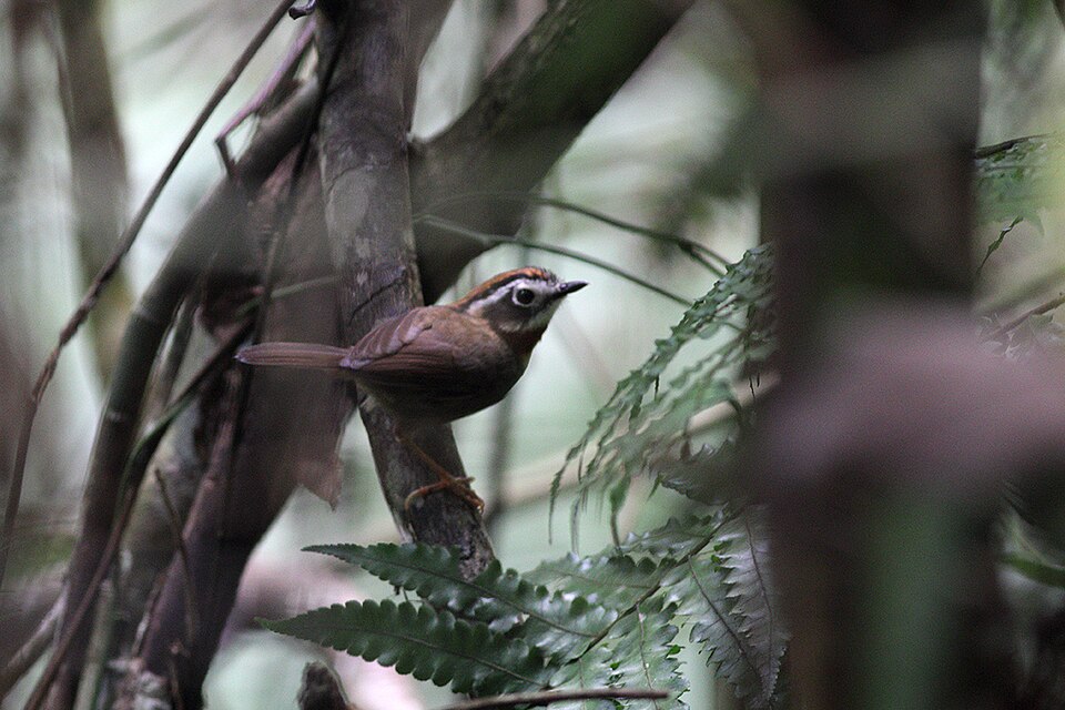 Rufous-throated Fulvetta