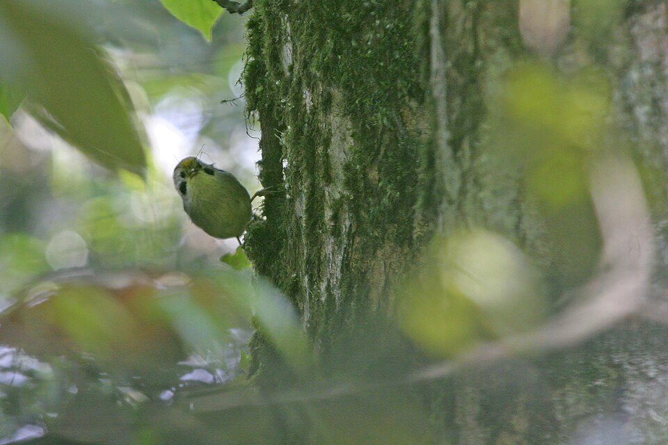 Golden-fronted Fulvetta