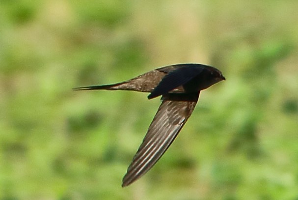 Scarce Swift