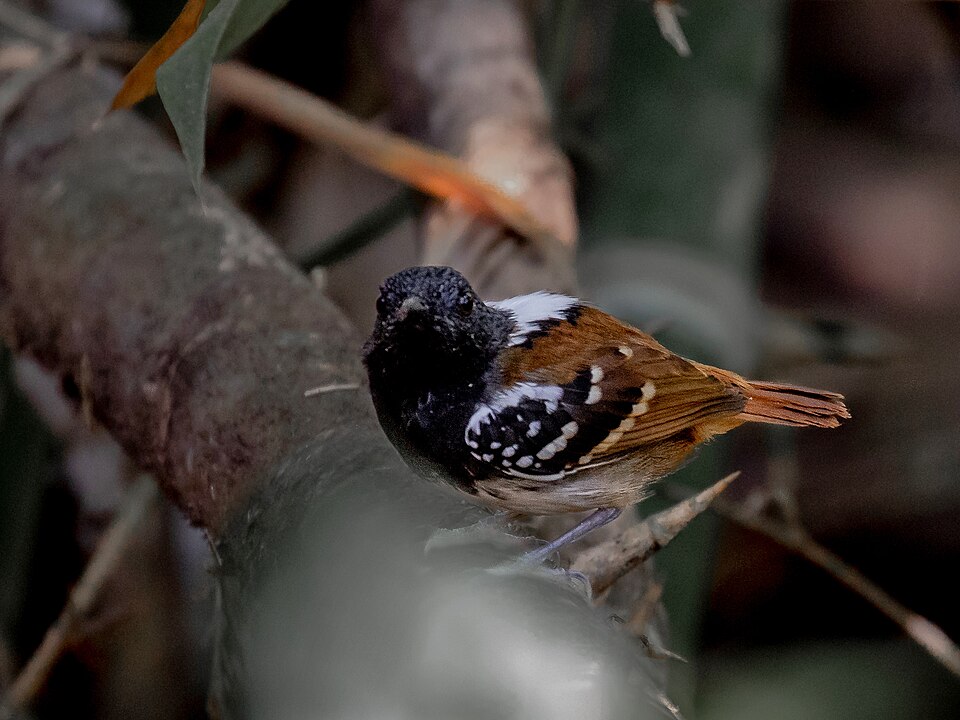 Southern Chestnut-tailed Antbird