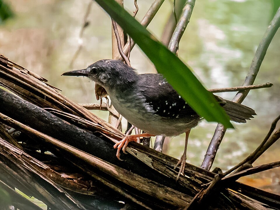 Silvered Antbird