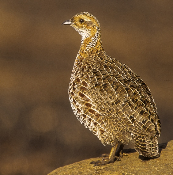 Grey-winged Francolin