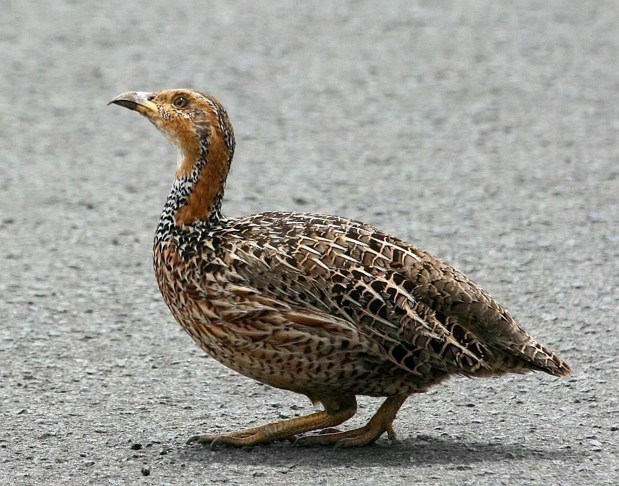 Red-winged Francolin