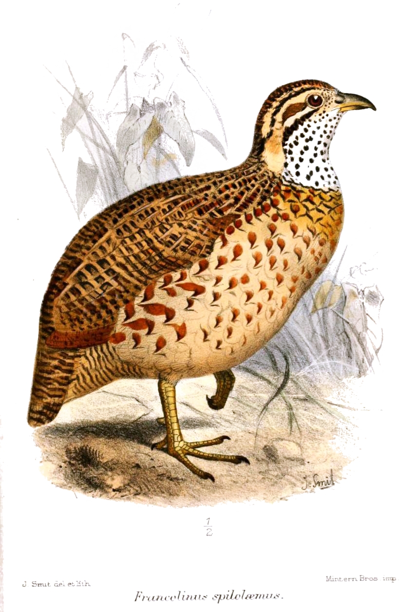 Moorland Francolin