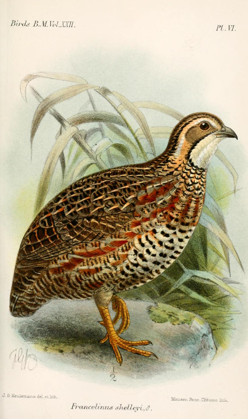 Shelley's Francolin