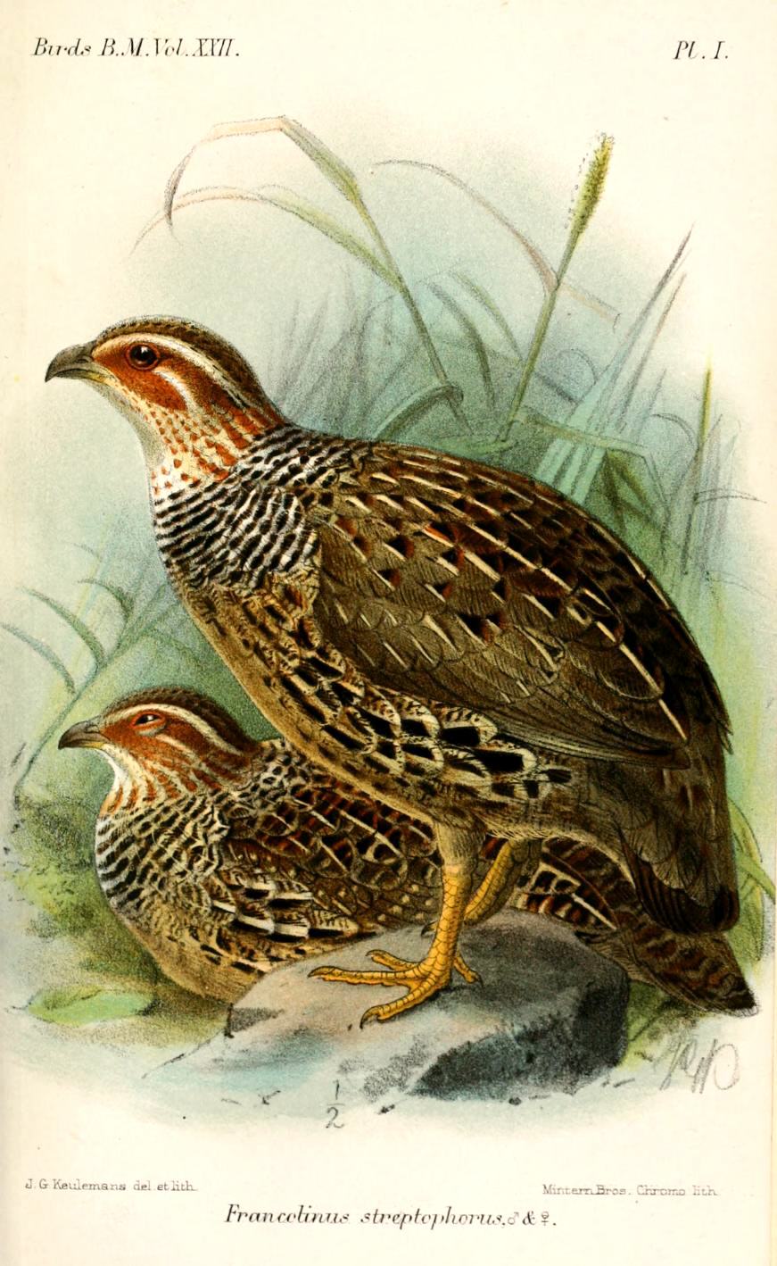 Ring-necked Francolin