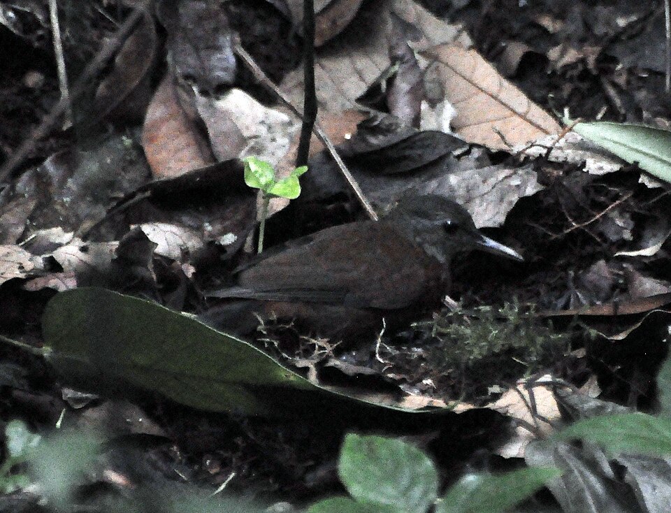 Grey-throated Leaftosser