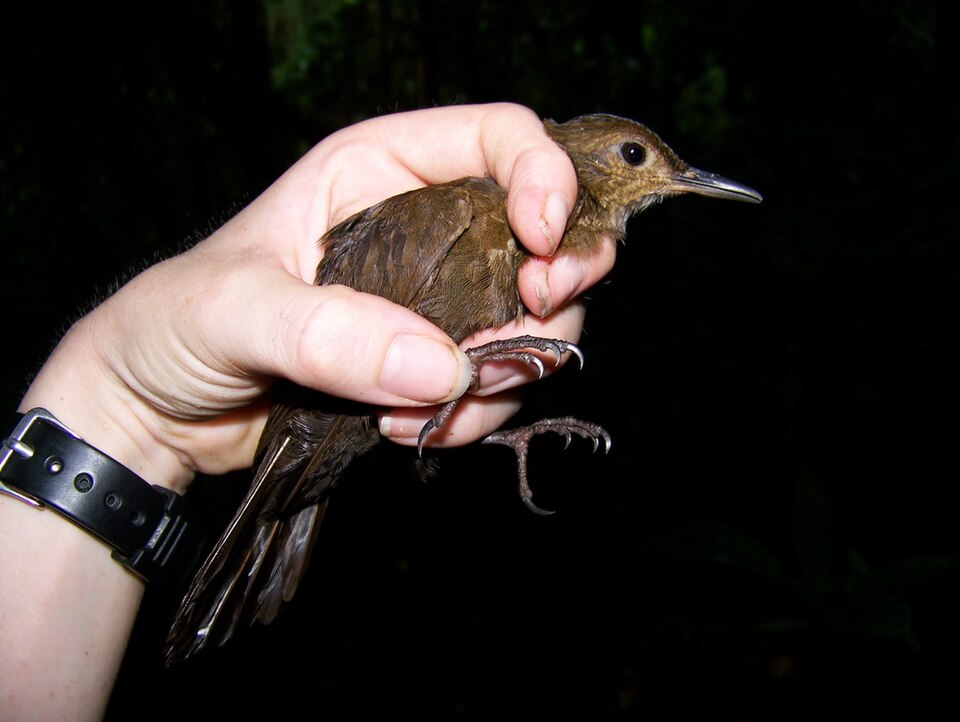 Black-tailed Leaftosser