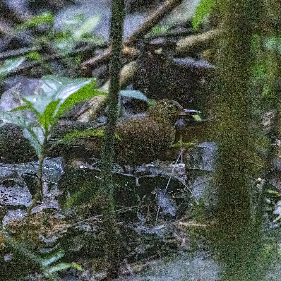Scaly-throated Leaftosser