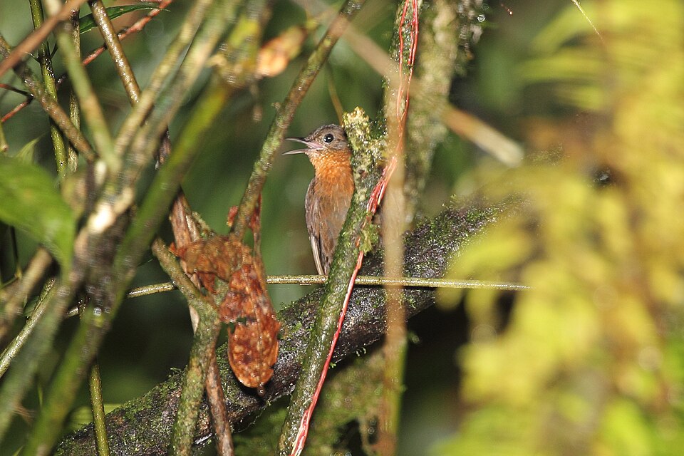 Tawny-throated Leaftosser
