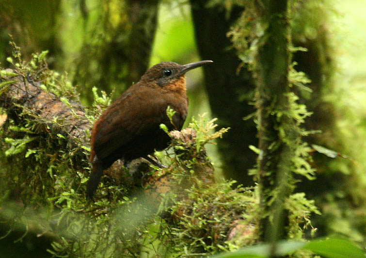 Dusky Leaftosser
