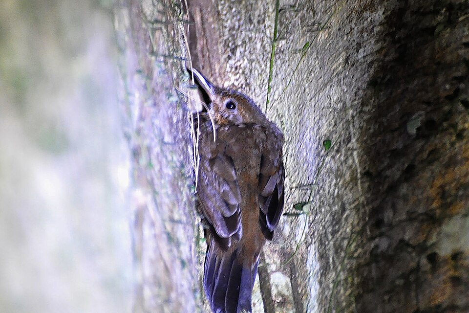 Short-billed Leaftosser