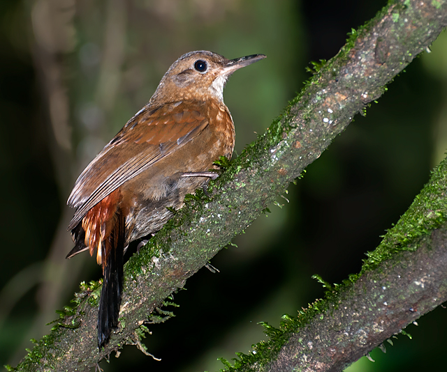 Rufous-breasted Leaftosser