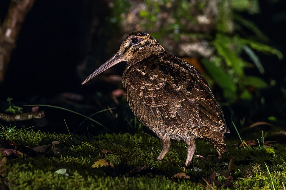 Amami Woodcock