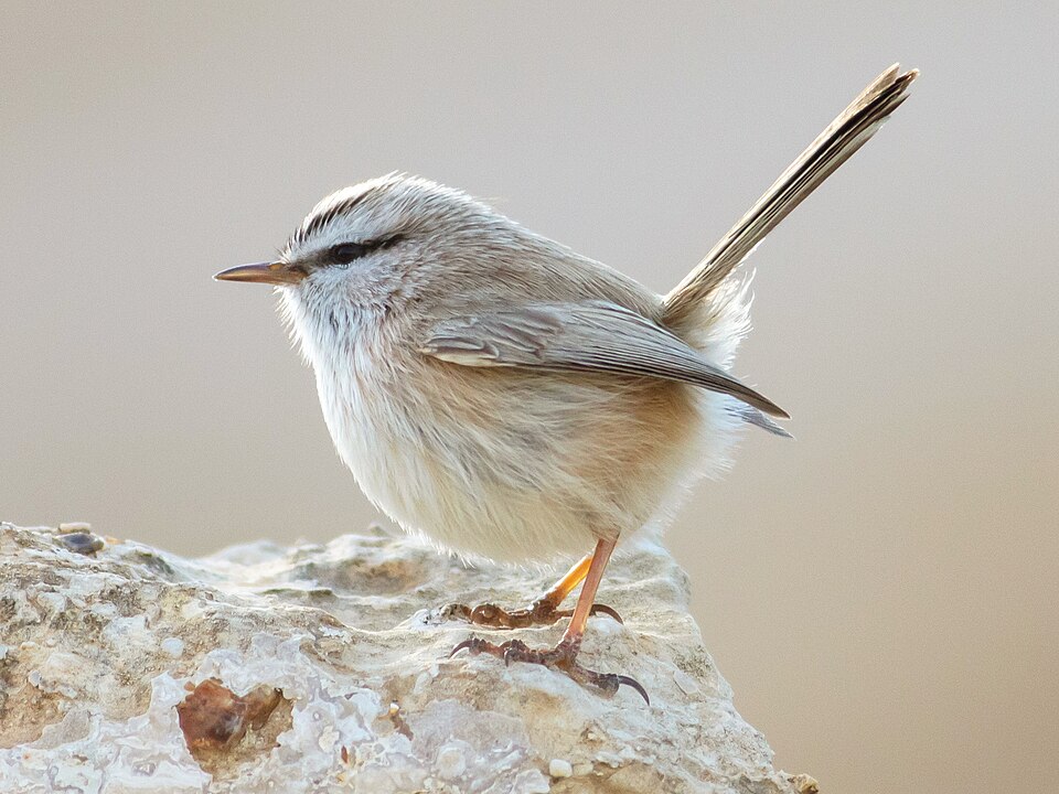 Streaked Scrub Warbler