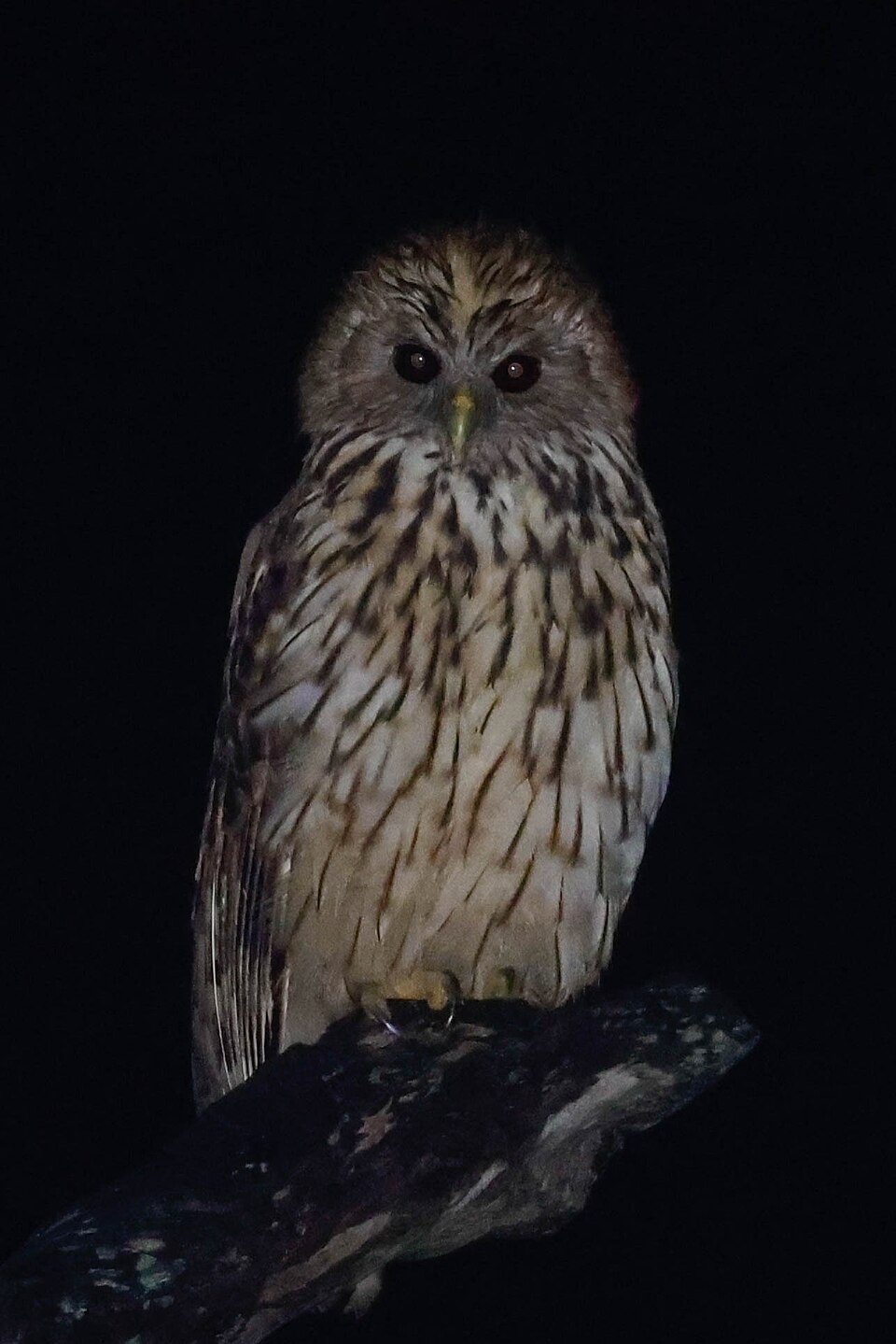 Vermiculated Fishing Owl