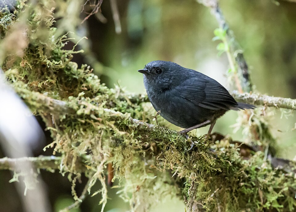 Tschudi's Tapaculo