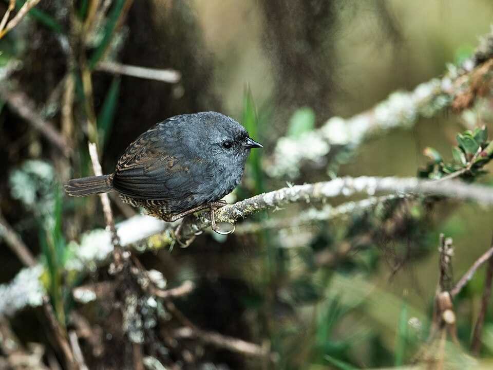 Neblina Tapaculo